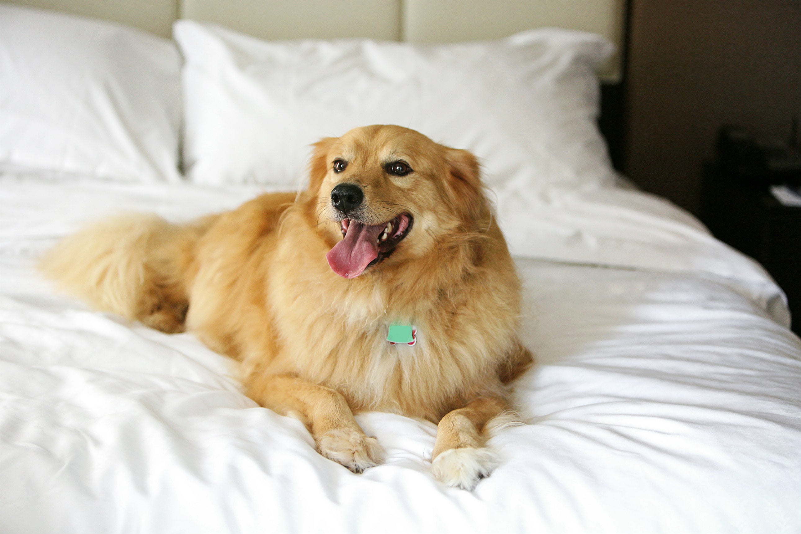 Who says Fido can't get the royal treatment while you're on vacation?