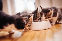 Pet food is a recurring cost that doesn't need to be an expensive one.