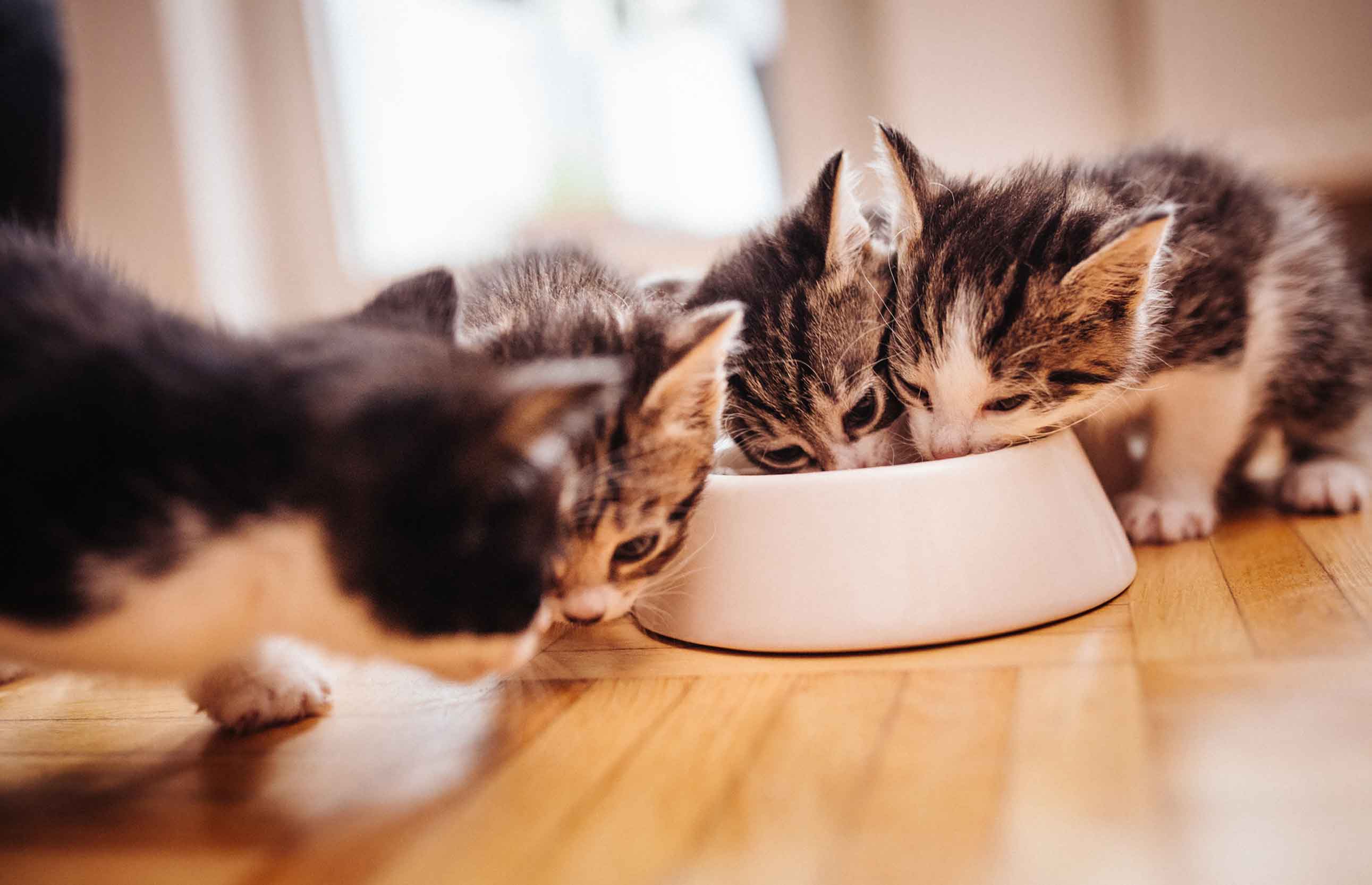 Pet food is a recurring cost that doesn't need to be an expensive one.